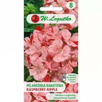 Pelargonie páskatá Divas F1- Raspberry Ripple obrázek 1