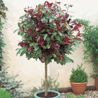 Photinia Little Red Robin, C3 obrázek 1