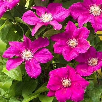 Plamének Ernest Markham obrázek 4