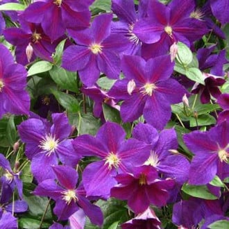 Plamének Star of India obrázek 3