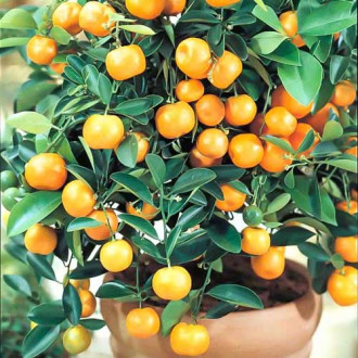 Pomerančovník zakrslý Panama Orange obrázek 4
