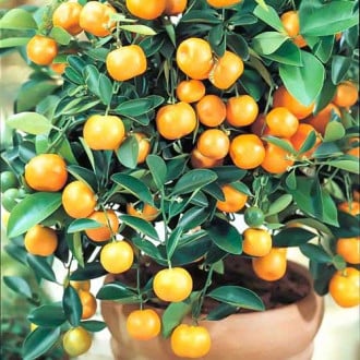 Pomerančovník zakrslý Panama Orange obrázek 2