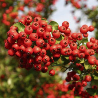 Pyracantha Red Column, C3 obrázek 2