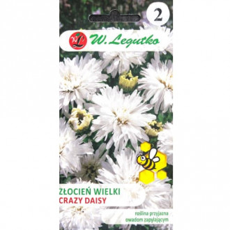 Pyrethrum Crazy Daisy bílá obrázek 14