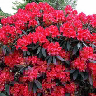 Rododendron Dotella fotografie 16 Rododendron Dotella obrázek 16