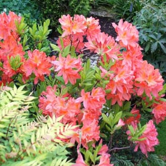 Rododendron Parkfeuer fotografie 8 Rododendron Parkfeuer obrázek 8