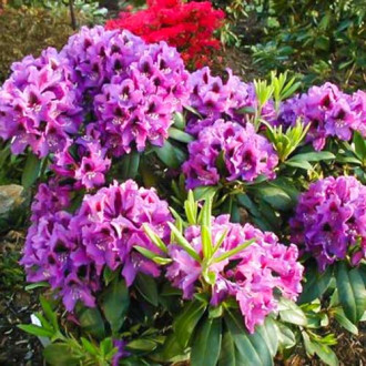 Rododendron Rasputin obrázek 3