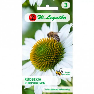 Rudbeckia fialová (Echinacea) bílá obrázek 3