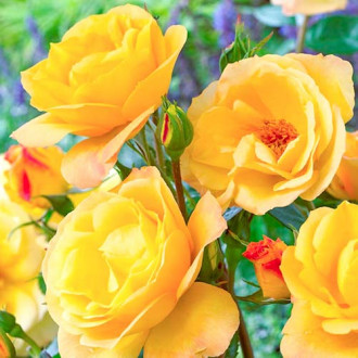 Růža floribunda Arthur Bell obrázek 1