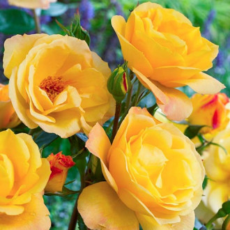 Růže floribunda Arthur Bell  obrázek 5