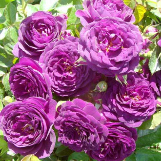Růže floribunda Blue & Violet obrázek 1