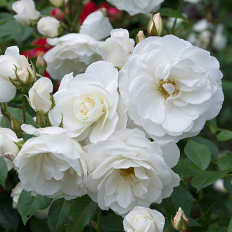 Růže floribunda Crystal Mella obrázek 5