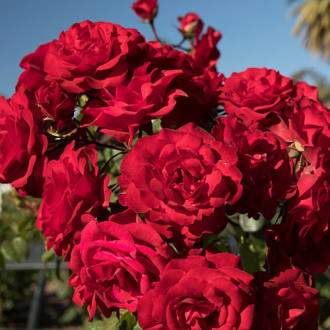 Růže floribunda Europeana obrázek 6