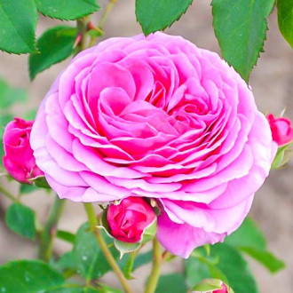 Růže floribunda Frayla Miarija obrázek 1