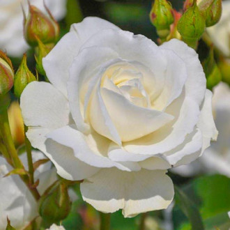 Růže floribunda Kristall Perle obrázek 2