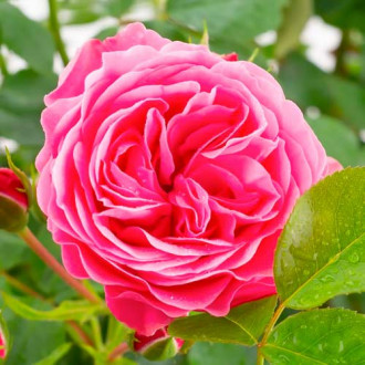 Růže floribunda Leonardo da Vinci obrázek 3