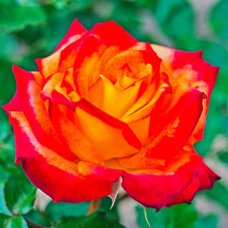 Růže floribunda Mein Munchen obrázek 5