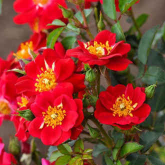 Růže floribunda Mella Amulet obrázek 3