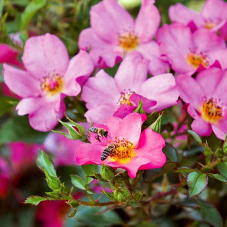 Růže floribunda Mella Barbie obrázek 4