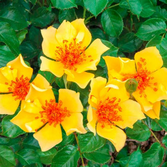Růže floribunda Mella Ducat obrázek 4