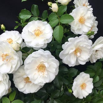 Růže floribunda Milly Winter Jewel obrázek 5