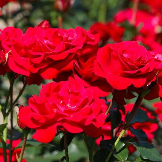 Růže floribunda Nina obrázek 3