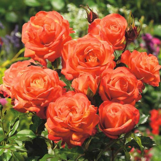 Růže floribunda Orange obrázek 5