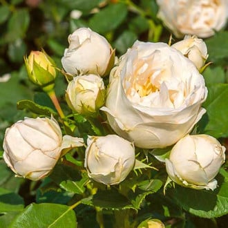 Růže floribunda Pearl Vaza obrázek 5