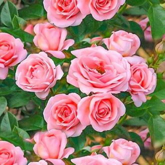 Růže floribunda Perfume Fashion obrázek 6