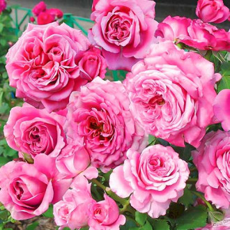 Růže floribunda Picotee Vaza obrázek 6