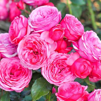 Růže floribunda Pink Vaza obrázek 3