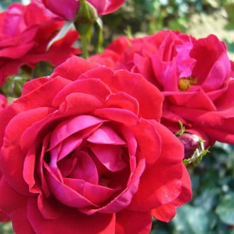 Růže floribunda Red Wanderer obrázek 6