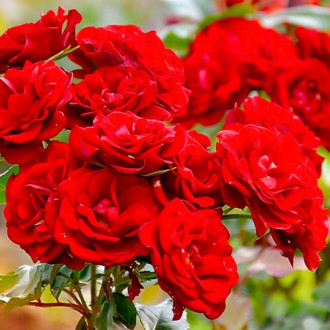 Růže floribunda Red obrázek 6