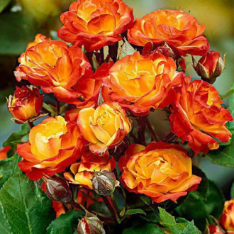 Růže floribunda Rumba obrázek 5