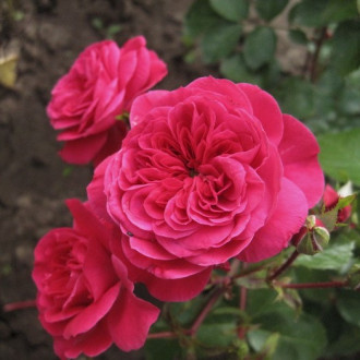 Růže floribunda Sava Reka obrázek 1