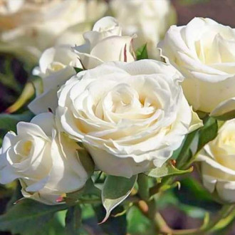 Růže floribunda Schneewittchen obrázek 4