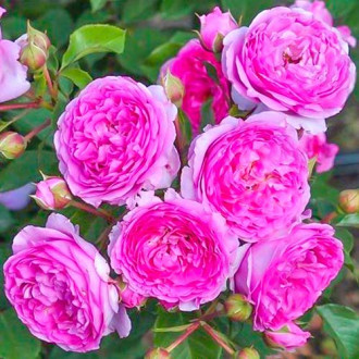 Růže floribunda Vaza Lavender obrázek 1