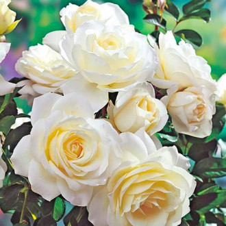 Růže floribunda White obrázek 2