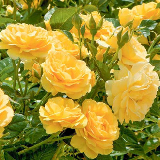Růže floribunda Yellow obrázek 3