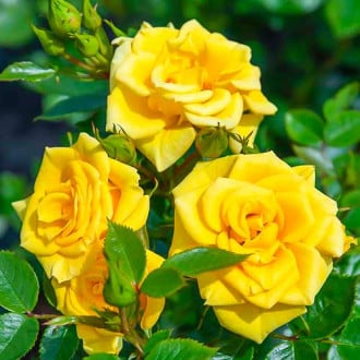 Růže Flower Power Gold obrázek 1