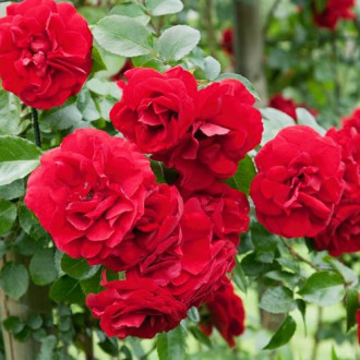 Růže Raspberry Royale obrázek 4