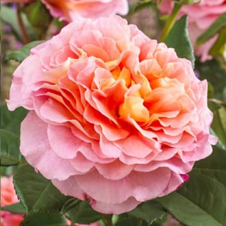 Růže velkokveta Augusta Luise obrázek 6