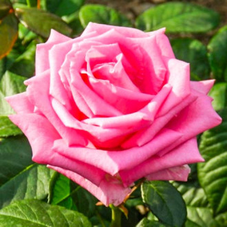 Růža velkokvětá Bel Ange obrázek 1