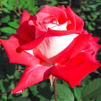 Růže velkokveta Bicolette obrázek 2