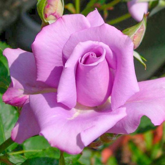 Růže velkokveta Blue & Violet obrázek 3