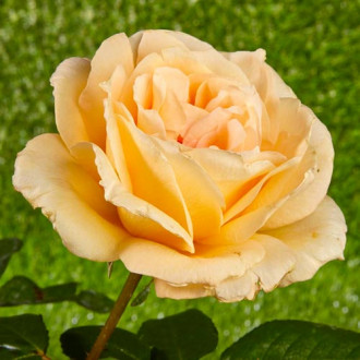 Růže velkokveta Casanova obrázek 4