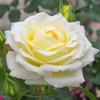 Růža velkokvětá Chopin obrázek 3