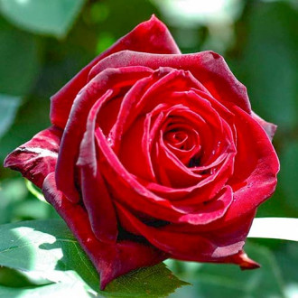 Růža velkokvětá Cygne Noir obrázek 6