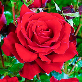 Růže velkokveta Cygne Noir obrázek 4