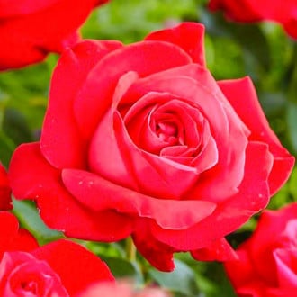 Růže velkokveta Dame de Coeur obrázek 5